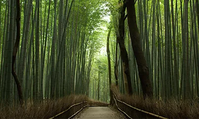 嵐山の竹林